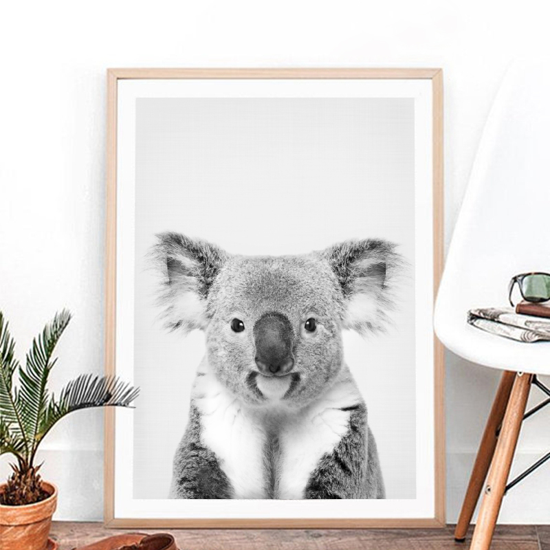 Koala Print czarno-biały obraz – Photography Zoo recenzja i cena